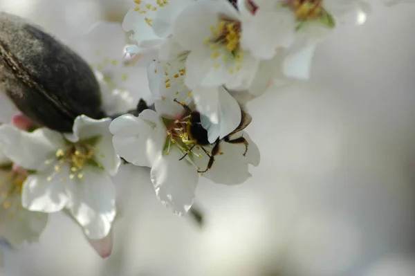 Белые Весенние Цветы Ветвях Весенние Цветки — стоковое фото