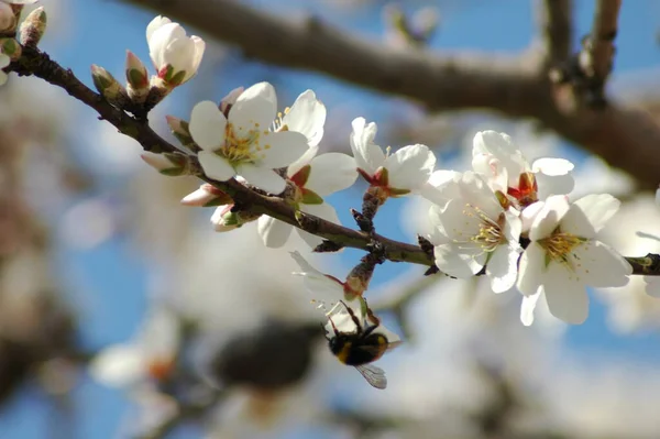 枝に白い春の花春の開花 — ストック写真