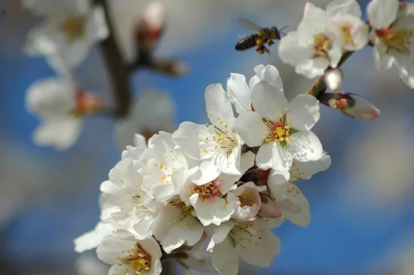 Mandel Blomma Blommor Våren — Stockfoto