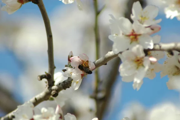 春のアーモンドの花 — ストック写真