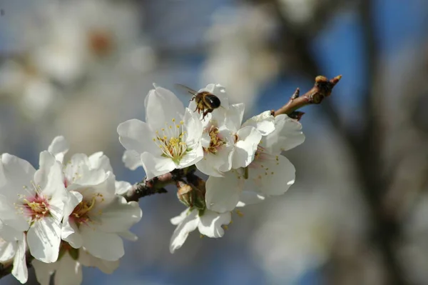 春のアーモンドの花 — ストック写真