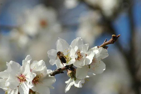 春のアーモンドの花 — ストック写真