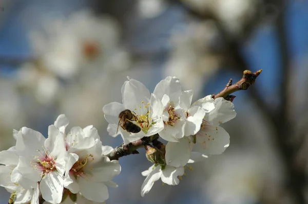 春のアーモンドの花 — ストック写真