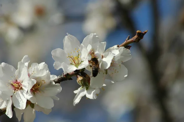 Flores Almendra Florecen Primavera — Foto de Stock