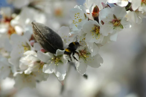 春のアーモンドの花 — ストック写真