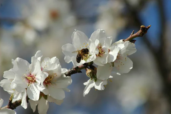 Mandel Blomma Blommor Våren — Stockfoto