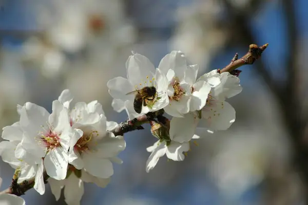 Mandel Blomma Blommor Våren — Stockfoto