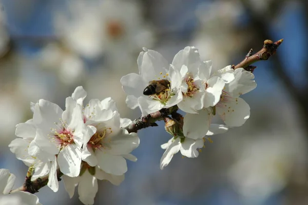 春のアーモンドの花 — ストック写真