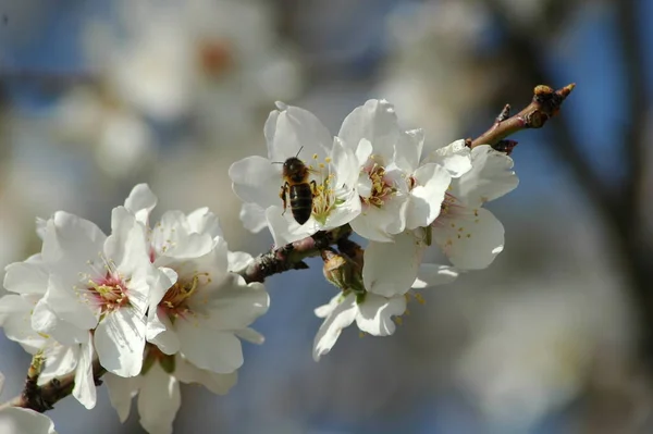 春のアーモンドの花 — ストック写真