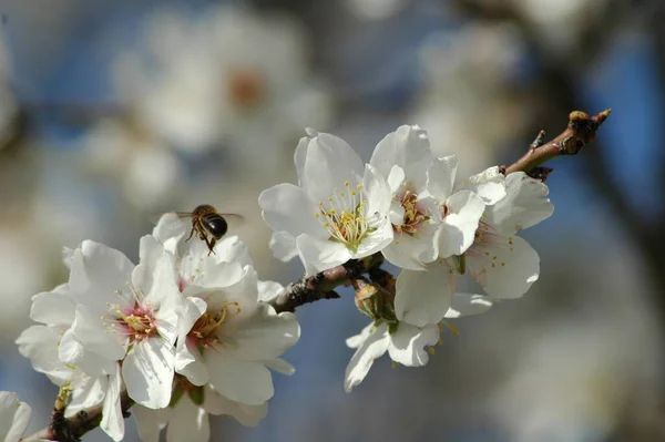 春のアーモンドの花 — ストック写真