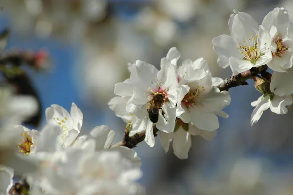 春のアーモンドの花 — ストック写真