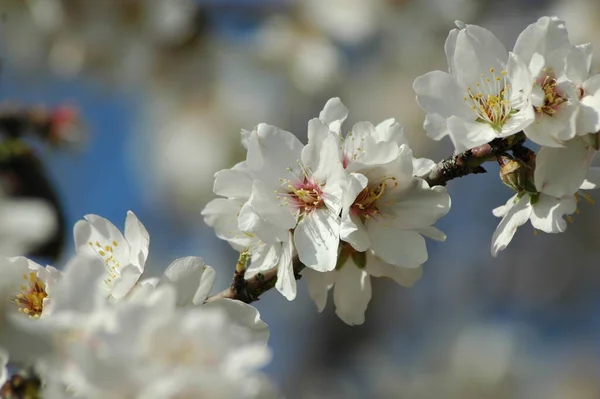 Mandel Blomma Blommor Våren — Stockfoto