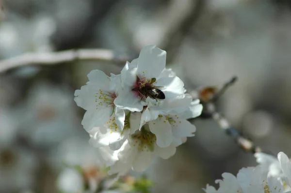 春のアーモンドの花 — ストック写真