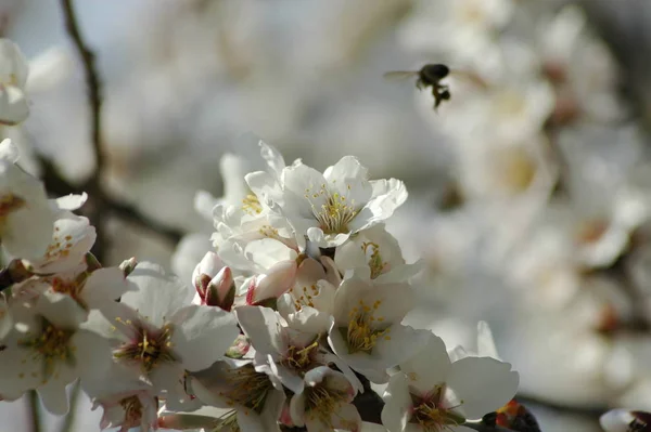 春のアーモンドの花 — ストック写真