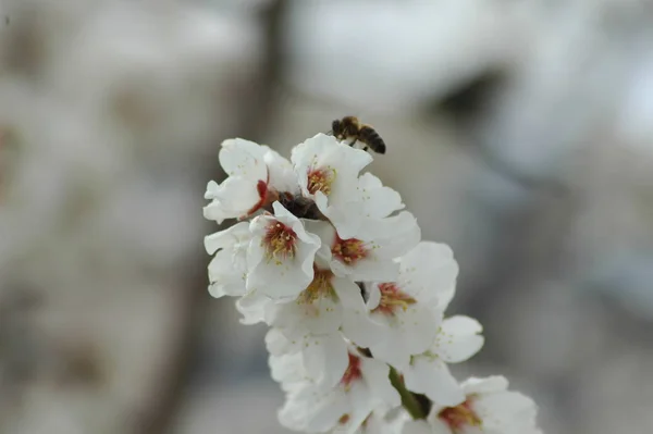 Fleurs Amandier Printemps — Photo