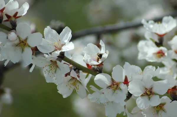 Mandelblüten Frühling — Stockfoto