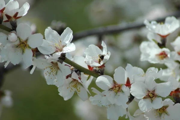 春のアーモンドの花 — ストック写真