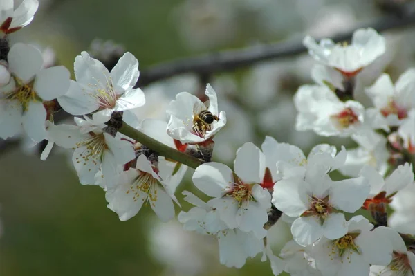 Fleurs Amandier Printemps — Photo