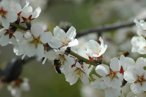 春のアーモンドの花 — ストック写真