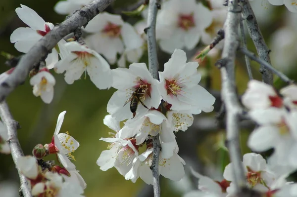 Mandel Blomma Blommor Våren — Stockfoto