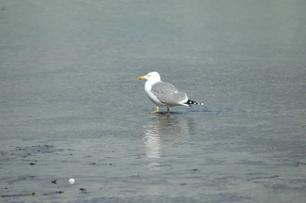 Gaivotas Habitat Conceito Selvageria — Fotografia de Stock