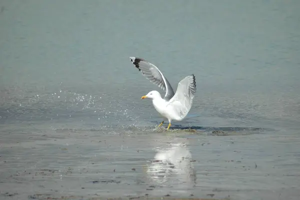 Flying Seagull Mediterranean — Stock Photo, Image