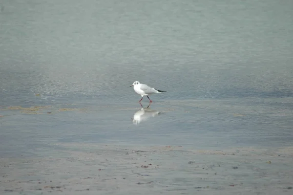 Gaivotas Habitat Conceito Selvageria — Fotografia de Stock