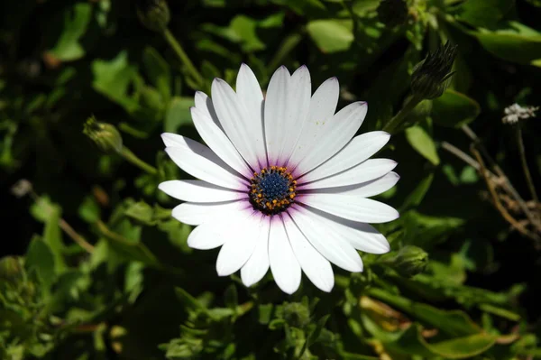 Magaritblomma Spanien — Stockfoto