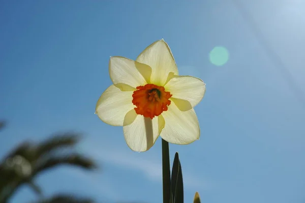 Fleur Printemps Belle Narcisse — Photo