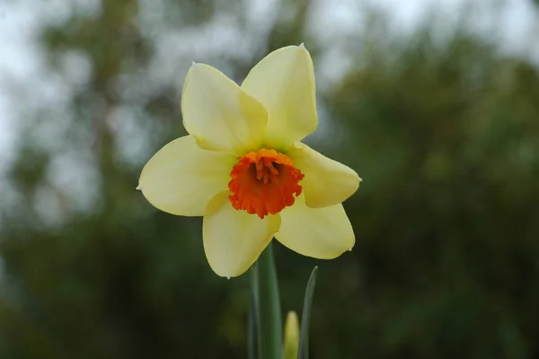 Gula Vårblommor Kronblad Narcissus — Stockfoto