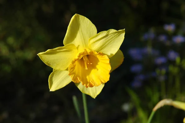 黄色の春の花の花弁 ナルシシズム — ストック写真