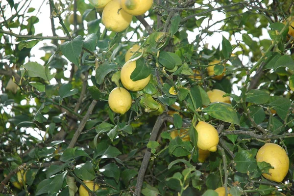 Лимоны Дереве Испании Флора Листья — стоковое фото