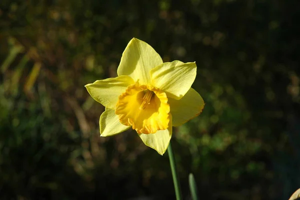 Żółte Wiosenne Płatki Kwiatów Narcyz — Zdjęcie stockowe