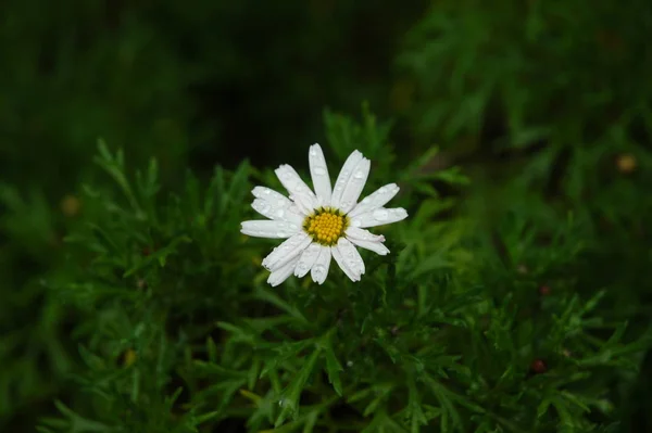 Spanya Magarit Çiçeği — Stok fotoğraf