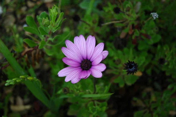 Blomstrande Blommor Blommar Trädgården — Stockfoto