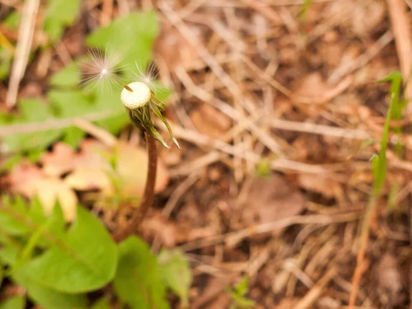 Pitypang Gyermekláncfű Bolyhok Dandelion Csendes Absztrakt Vértes Art Háttérben Pitypang — Stock Fotó