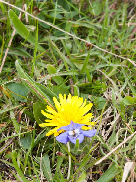 A dandelion and purple flowers on some grass