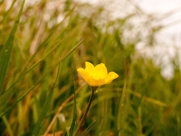 Piękny Żółty Jaskier Polu Trawie Tle Mgliste Bujne Żywe Światło — Zdjęcie stockowe
