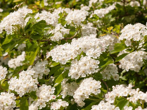 Sweet Fragrant Shining White Flower Heads Tree Spring Light Day — Stock Photo, Image