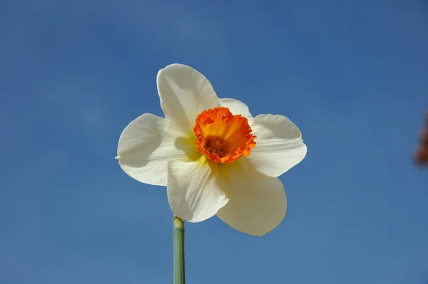 Güzel Bahar Çiçeği Nergis Narcissus — Stok fotoğraf