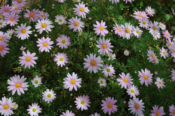 在花园里盛开的花 — 图库照片