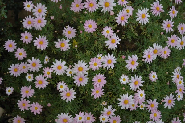 Ανθισμένα Λουλούδια Ανθίζουν Στον Κήπο — Φωτογραφία Αρχείου
