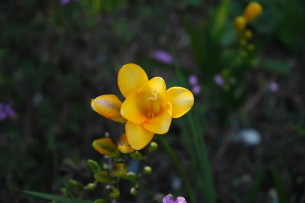 Crocus Fleurs Fleuries Dans Nature Flore Printanière — Photo