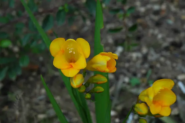 Flores Croco Primavera Flora Roxa — Fotografia de Stock