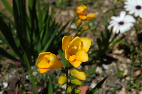 Crocos Flores Florescendo Natureza Flora Primavera — Fotografia de Stock
