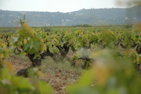 Campo Vinho Plantação Vinha Agrícola — Fotografia de Stock