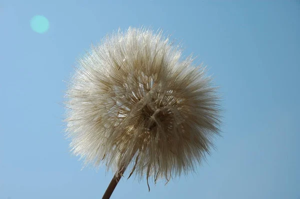 Vacker Utsikt Över Naturliga Maskros Blomma — Stockfoto