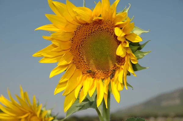 Tournesols Pétales Jaunes Plantes Plein Champ — Photo