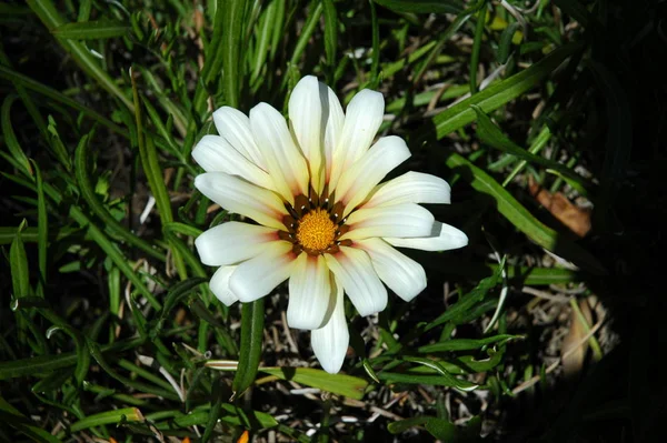 Vacker Utsikt Över Våren Blommor — Stockfoto