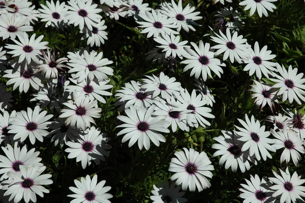 Flor Magarita Espanha — Fotografia de Stock